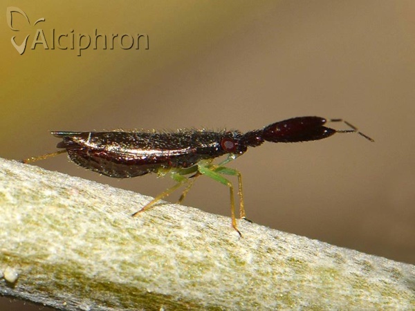 Heterotoma merioptera