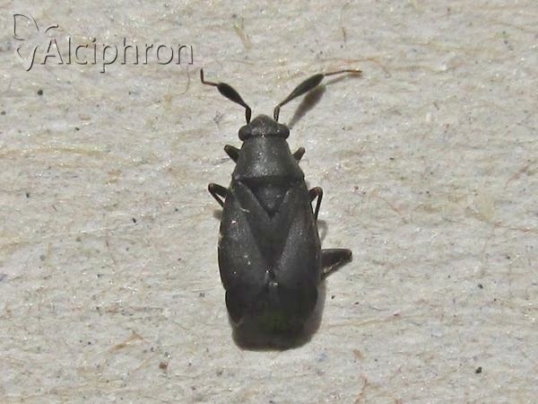 Heterocordylus tumidicornis