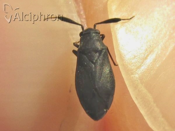 Heterocordylus tumidicornis