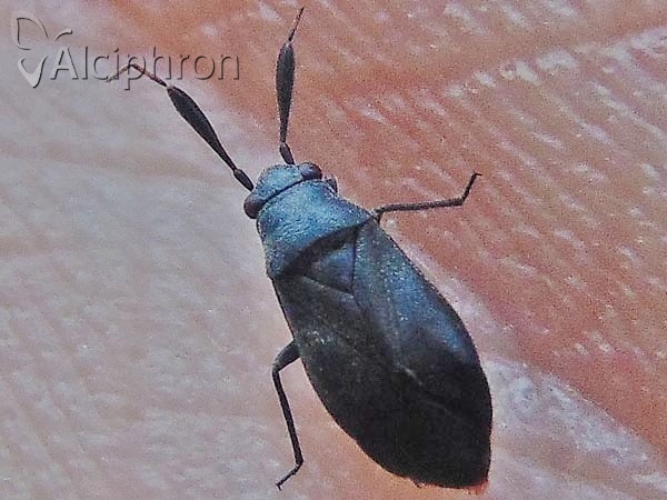 Heterocordylus tumidicornis