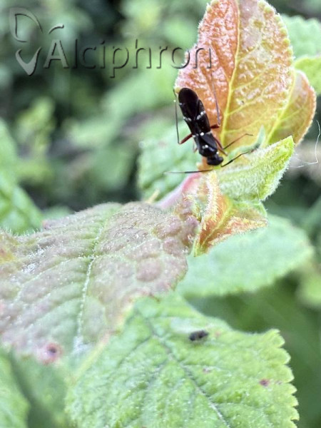 Globiceps sphaegiformis