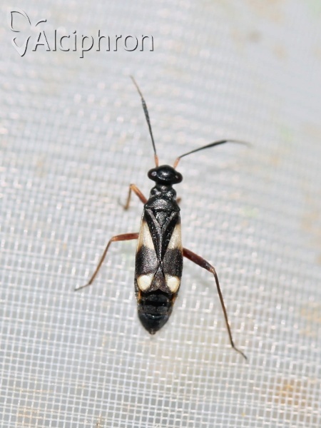 Globiceps flavomaculatus
