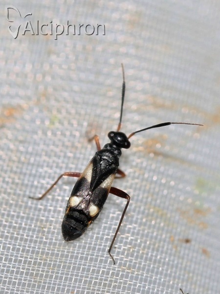 Globiceps flavomaculatus