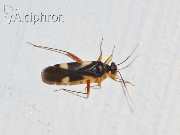 Globiceps flavomaculatus