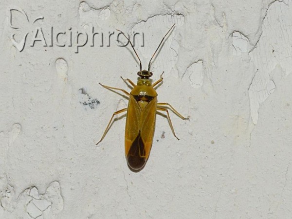 Dryophilocoris luteus