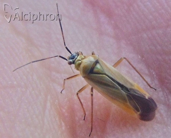 Dryophilocoris luteus