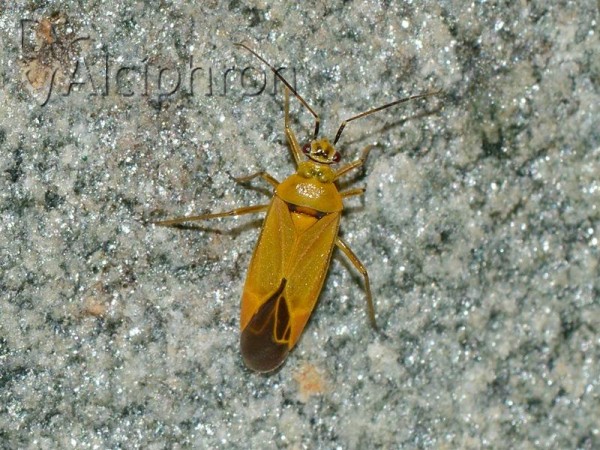Dryophilocoris luteus