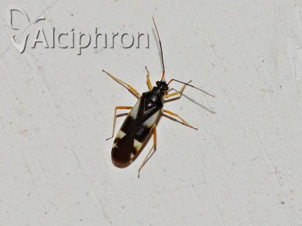 Dryophilocoris flavoquadrimaculatus