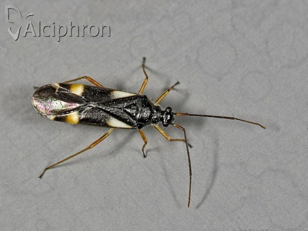 Dryophilocoris flavoquadrimaculatus