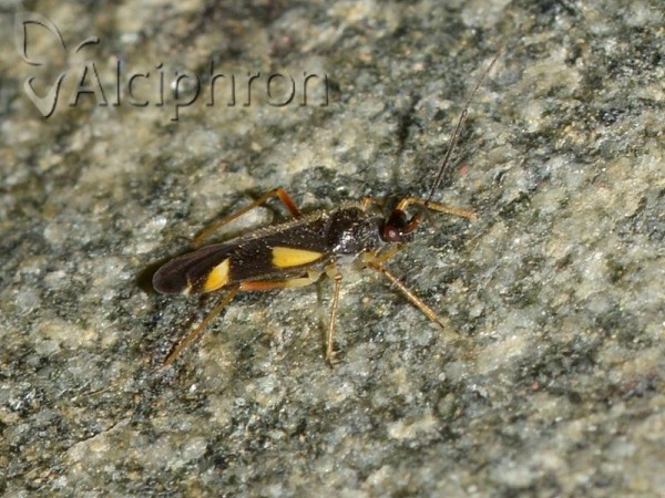 Dryophilocoris flavoquadrimaculatus