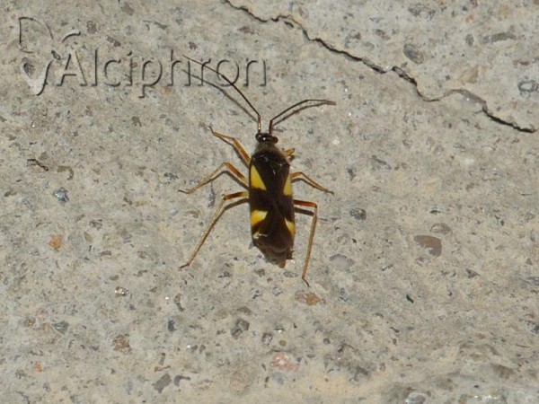 Dryophilocoris flavoquadrimaculatus
