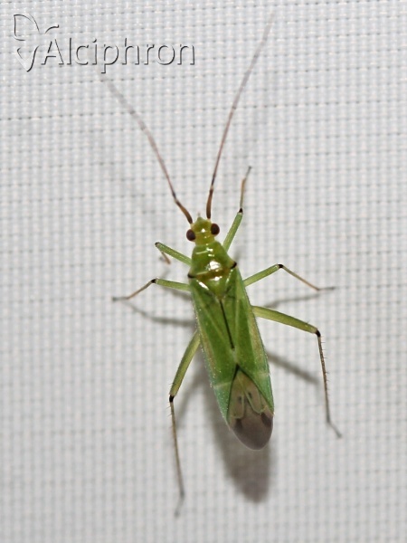 Blepharidopterus angulatus