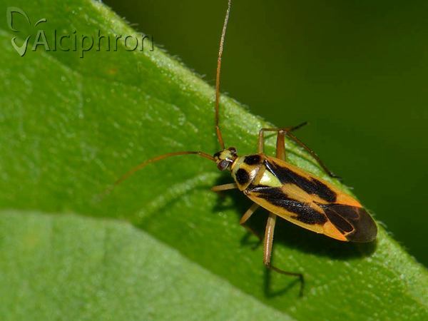 Stenotus binotatus