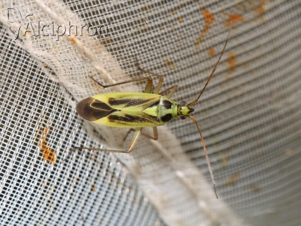 Stenotus binotatus