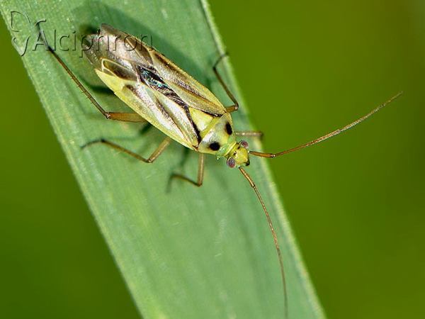 Stenotus binotatus