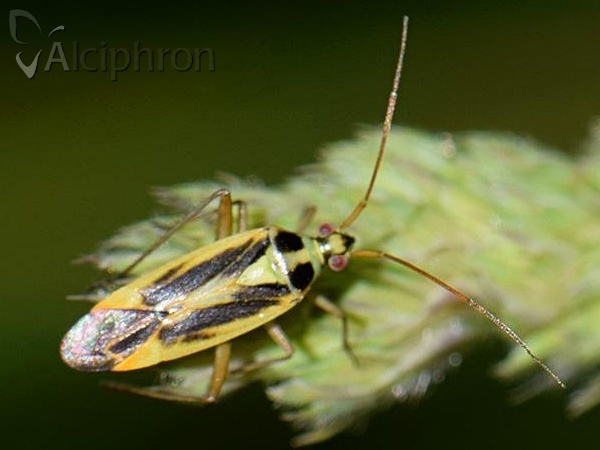 Stenotus binotatus