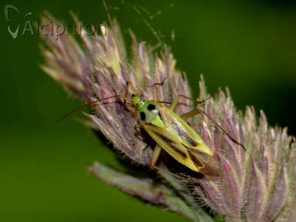 Stenotus binotatus