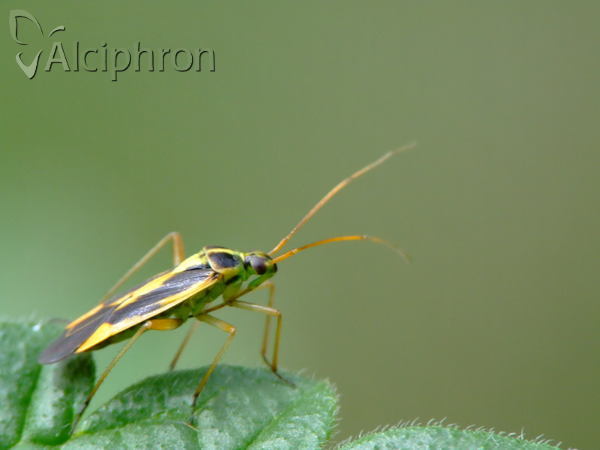 Stenotus binotatus