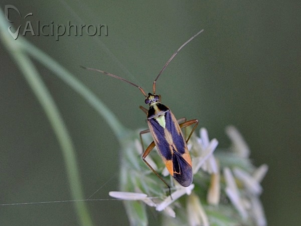 Stenotus binotatus