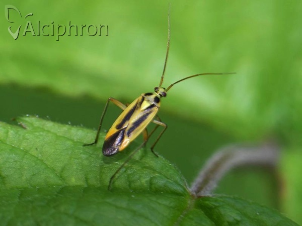 Stenotus binotatus