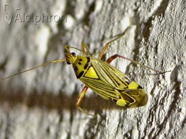 Rhabdomiris striatellus