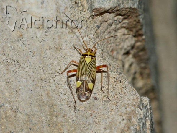 Rhabdomiris striatellus