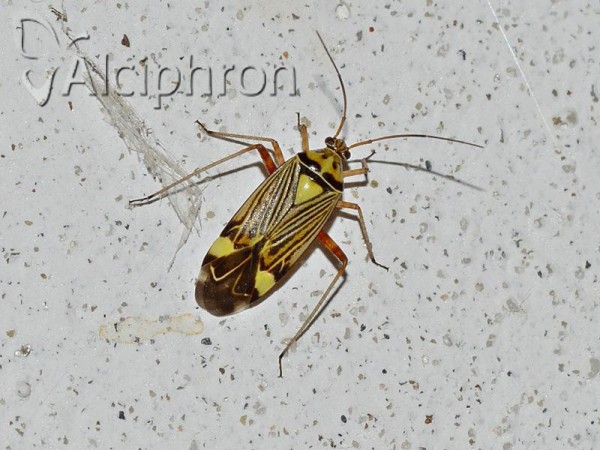 Rhabdomiris striatellus