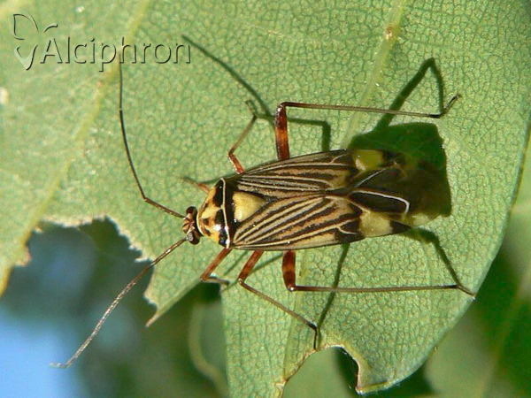 Rhabdomiris striatellus
