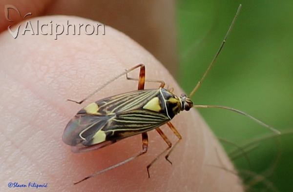 Rhabdomiris striatellus