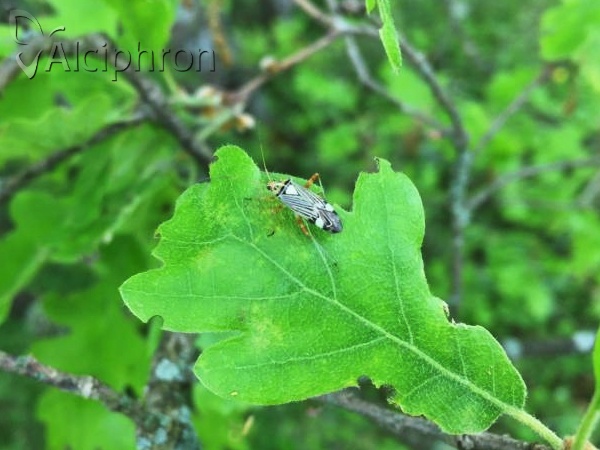 Rhabdomiris striatellus