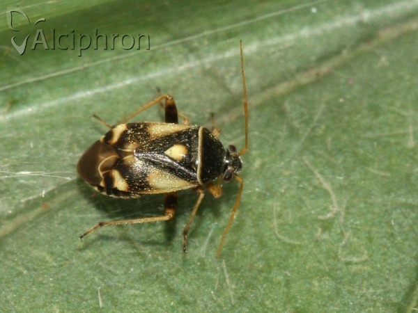 Polymerus brevicornis