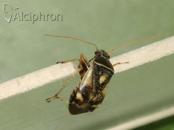 Polymerus brevicornis