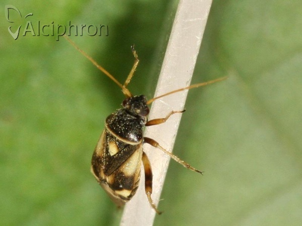 Polymerus brevicornis