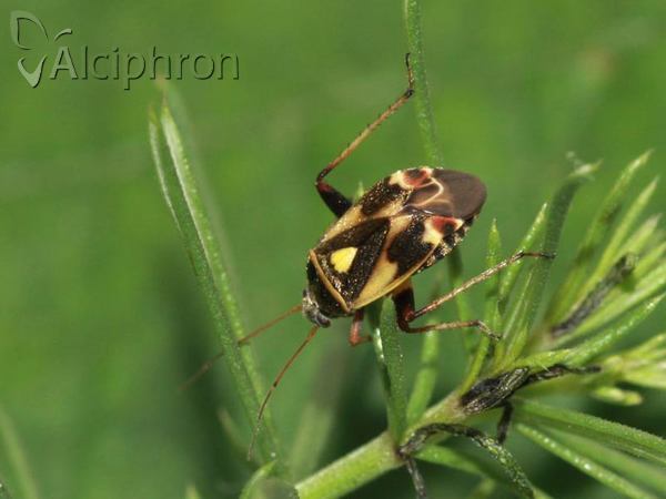 Polymerus unifasciatus