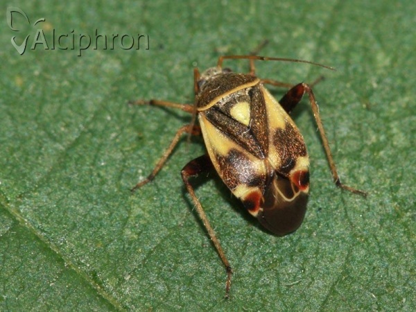 Polymerus unifasciatus