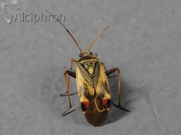 Polymerus unifasciatus