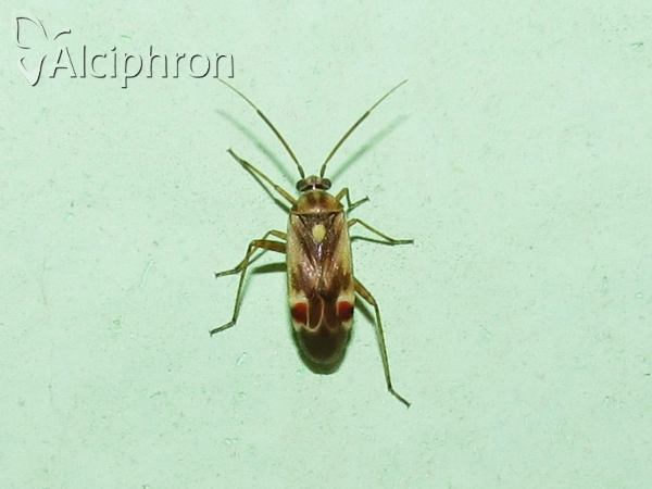 Polymerus vulneratus