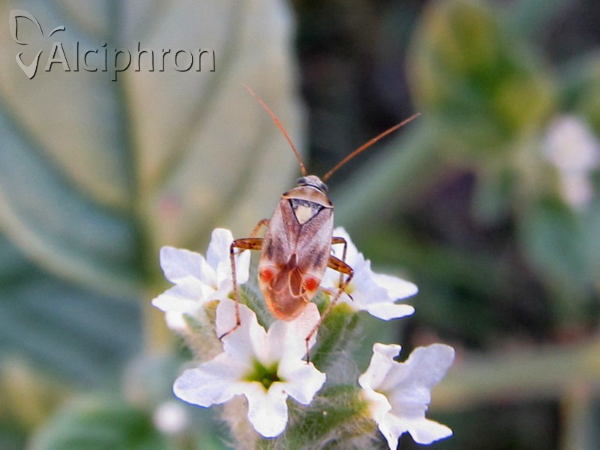 Polymerus vulneratus