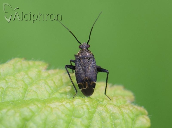 Polymerus nigrita
