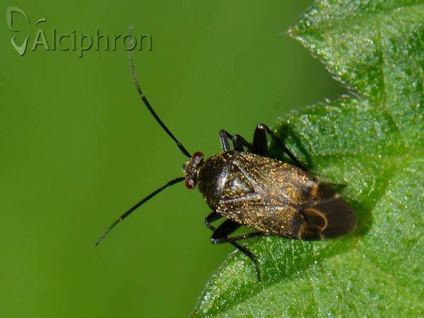Polymerus nigrita