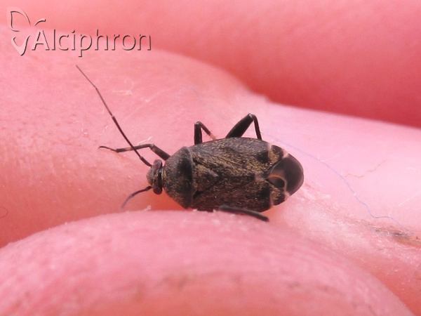 Polymerus nigrita