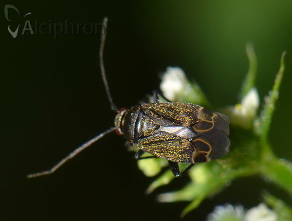 Polymerus nigrita