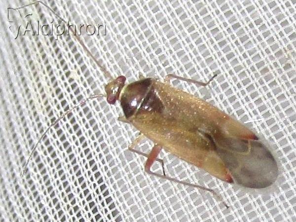 Pinalitus rubricatus