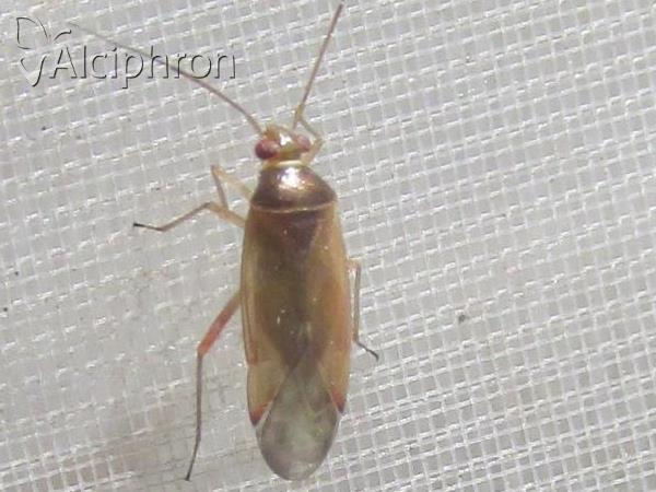 Pinalitus rubricatus