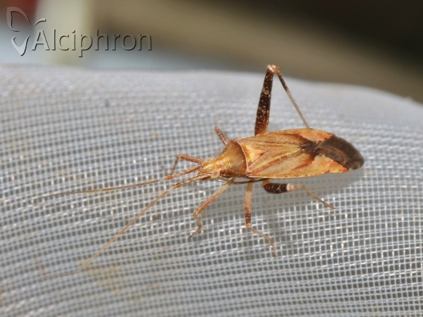 Phytocoris insignis