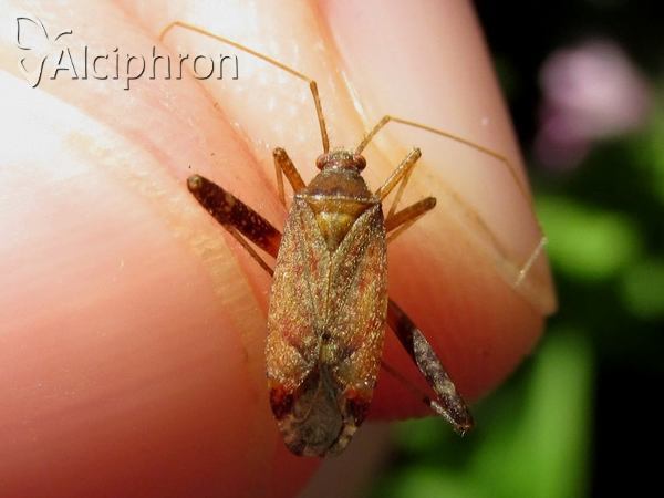 Phytocoris ulmi