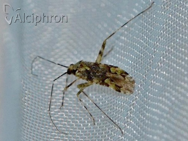 Phytocoris tiliae