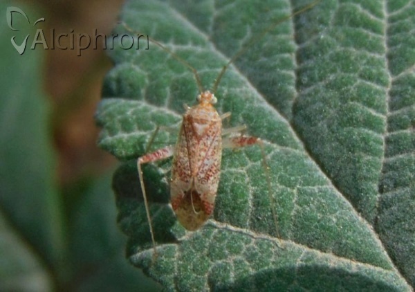 Phytocoris meridionalis