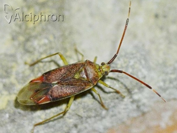 Pantilius tunicatus