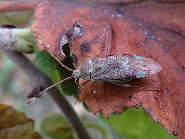 Pantilius tunicatus